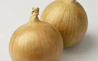 Nerato F1 / Нерато F1