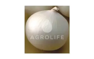 Orizaba F1 / Орізаба F1