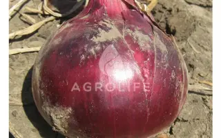 Red Zeppelin F1 / Ред Цеппелин F1