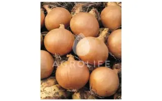 Solution F1 / Солюшн F1