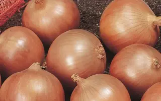 Spirit F1 / Спіріт F1