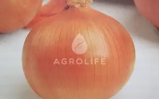 Stamford F1 / Стамфорд F1