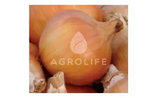 Tandem / Тандем