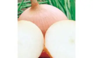 Tioga F1 / Тиога F1