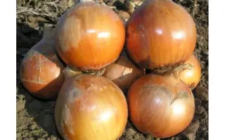 Helenas F1 / Хеленас F1