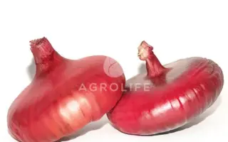 Jalisco F1 / Яліско F1