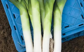 Jumper / Джампер