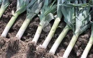 Columbus / Колумбус