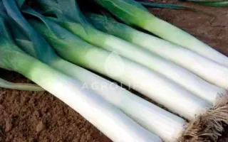 Pluston / Плустон