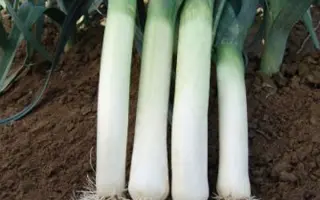 Terminal / Термінал