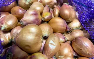 Кущевка местная / Кущівка місцева