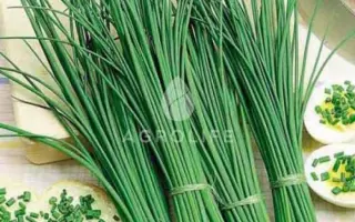 Bohemia / Богемія