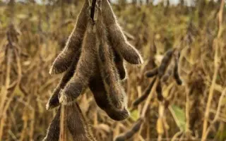 Abelina / Абеліна