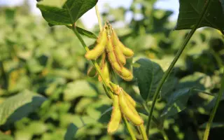 Abiola / Абіола