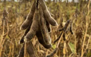 Adelfia / Адельфія