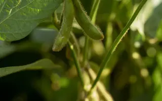 Acardia / Акардія