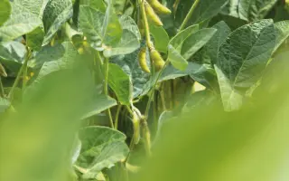 Albenga / Албенга