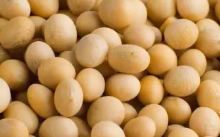 Altona / Алтона