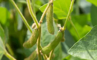 Amadea / Амадеа