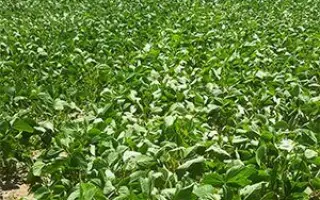 Ambella / Амбелла