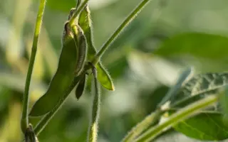 Angelica / Ангеліка