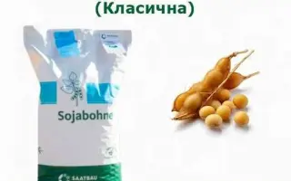 Apollina / Аполліна