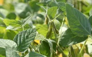 Aurelina / Ауреліна