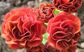 Auricula / Аурікула