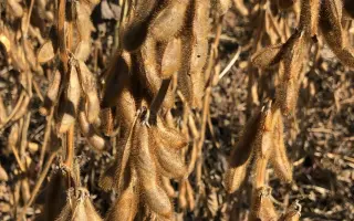 Achillea / Ахілеа