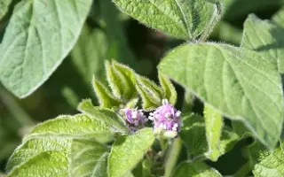 Bettina / Беттіна