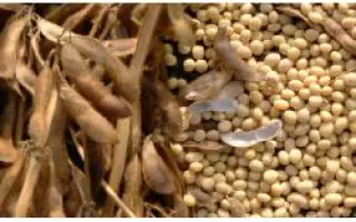 Васильківська