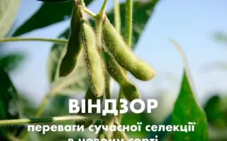 Windsor / Віндзор