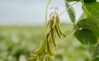 GL Melanie / ГЛ Мелані