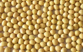 Emperor / Емперор