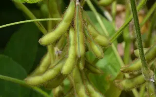 ES ALBATOR / ЕС АЛЬБАТОР