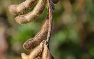 ES VISITOR / ЕС ВІЗИТОР