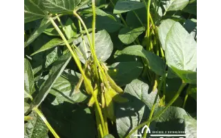 ES GOVERNOR / ЕС ГОВЕРНОР