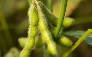 ES DIRECTOR / ЕС ДИРЕКТОР