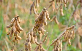 ES COLLECTOR / ЕС КОЛЕКТОР