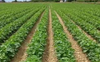 ES Competitor / ЕС Компетітор