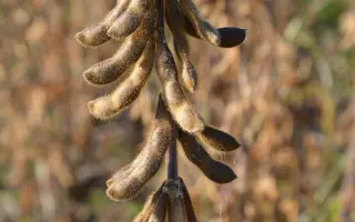 ES COMPOSITOR / ЕС КОМПОЗИТОР