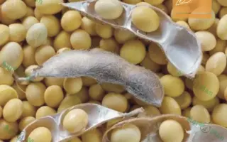 ES PROFESSOR / ЕС ПРОФЕСОР