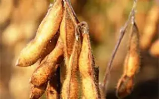 ES FAVOR / ЕС ФАВОР