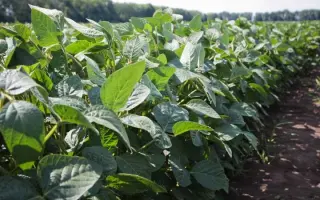 Златопільська