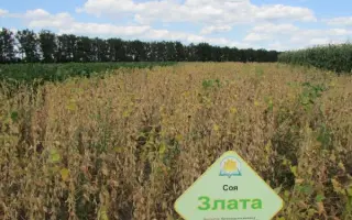 Златослава