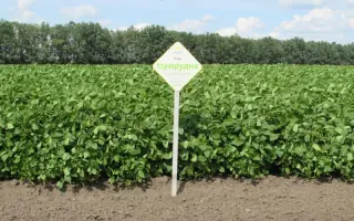 Изумрудная / Ізумрудна