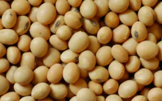 Calgary / Калгарі