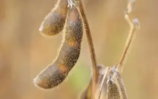 CORDOBA / КОРДОБА