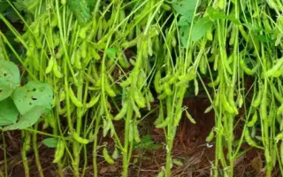 CREOLA / КРЕОЛА