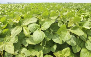 LID Educator / ЛІД Едукатор